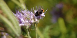 « La France compte 1 000 espèces d’abeilles » indispensables à la pollinisation