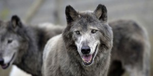 La France compte de plus en plus de loups