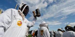 Glyphosate retrouvé dans du miel : des apiculteurs portent plainte contre Bayer