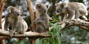 Hécatombe des koalas d’Australie, emblèmes du pays