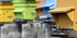 « En hiver, les taux de pertes des abeilles ne devraient pas excéder 5 % »