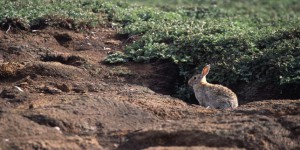 Les lapins ont accéléré l’érosion des îles Kerguelen