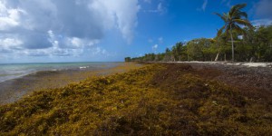 Nicolas Hulot annonce un plan contre les algues invasives en Guadeloupe