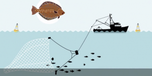 La science convoquée dans le bras de fer sur la pêche électrique