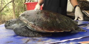 Thaïlande : une tortue verte, espèce protégée, nouvelle victime du plastique