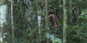 Cet autochtone vit seul dans la forêt amazonienne depuis vingt-deux ans