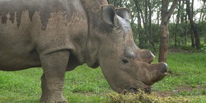 L’éprouvette, dernier espoir des rhinocéros blancs du Nord