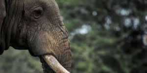 De l’ivoire illégal vendu dans toute l’Europe