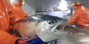 Matières premières : le saumon défraye la chronique