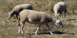 En Nouvelle-Zélande, on élève des moutons qui ont moins de flatulences