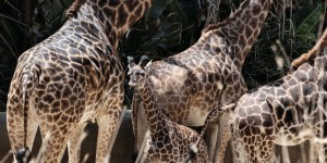 Polémique à propos d’une Américaine posant avec la girafe qu’elle venait d’abattre