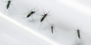 La Réunion déclenche le niveau 4 du plan Orsec pour lutter contre l’épidémie de dengue