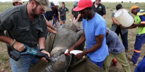 Le « rhinocoin », une cryptomonnaie pour protéger les rhinocéros
