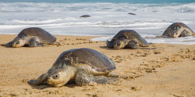 Plus de 100 cadavres de tortues marines trouvés sur des plages du sud du Mexique