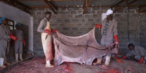 Les ânes du Kenya menacés par l’insatiable demande chinoise