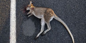 En Australie, pas de pitié pour les kangourous