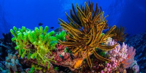 Une avancée majeure pour les récifs coralliens de Nouvelle-Calédonie