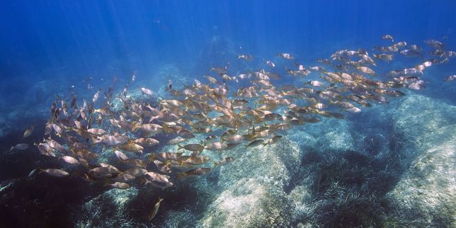 Les émissions de CO2 altèrent l’odorat des poissons