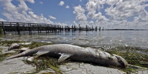 En Floride, une « marée rouge » décime des tonnes de poissons