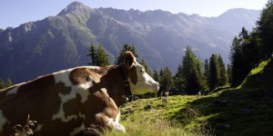 L’Autriche, championne du « lait de foin », écologique et rentable