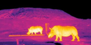 L’imagerie thermique infrarouge au service de la protection des espèces en danger
