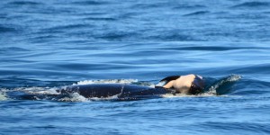 L’inquiétant déclin des orques dans le nord-ouest du Pacifique