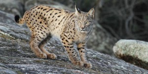 Le lynx d’Espagne n’est plus menacé de disparition