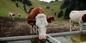 Manque de fourrage, abattages : la sécheresse fragilise les éleveurs d’Europe du Nord