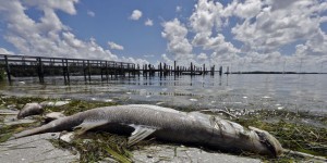 Une « marée rouge » décime la population aquatique de la côte ouest de la Floride