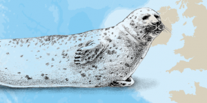 Le phoque gris, touriste dans la « cantine » de la mer d’Iroise