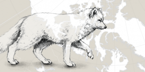 Le renard polaire, infatigable arpenteur de l’hiver arctique