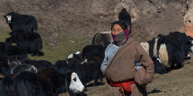 Le yak tibétain, cheval de Troie du modèle chinois
