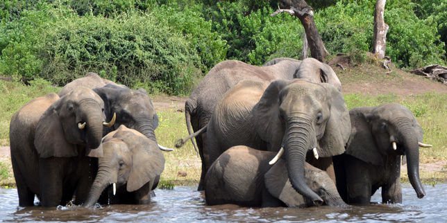 Au Botswana, les éléphants victimes du « pire épisode de braconnage en Afrique »