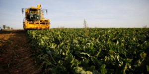 Avec la fin des néonicotinoïdes, les producteurs de betteraves sucrières craignent un « retour en arrière »