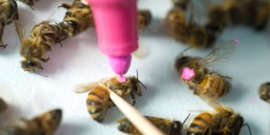 Le glyphosate présente (aussi) un risque pour les abeilles
