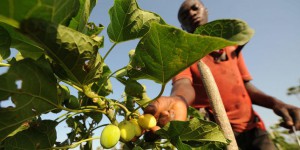 Le jatropha, un arbuste africain au potentiel énergétique prometteur