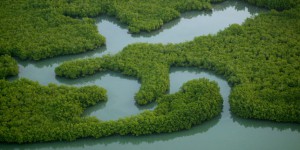 Lacs, rivières, marais et mangroves disparaissent à grande vitesse