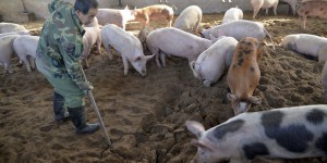 L’épidémie de peste porcine se propage et touche la Chine
