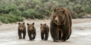 Dans l’Ouest américain, les chasseurs de grizzlys veulent ressortir leurs fusils