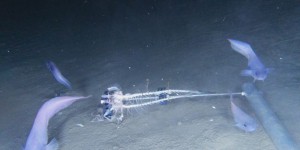De nouvelles espèces de poissons-limaces découvertes dans les abysses