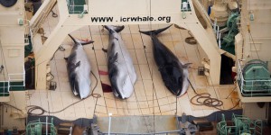 Les partisans de la chasse à la baleine mis en échec