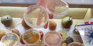 A Rennes, une collection unique de bactéries pour conserver le patrimoine alimentaire