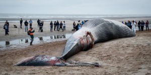 Une baleine de 18 mètres s’échoue sur la côte belge