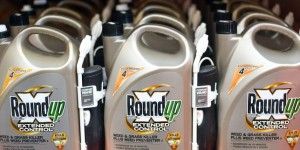 Glyphosate : plus de quarante nouvelles plaintes contre son utilisation