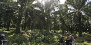 L’avantage fiscal à l’huile de palme sera maintenu