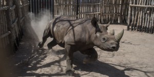 Cinq mois après leur réintroduction au Tchad, deux rhinocéros noirs retrouvés morts