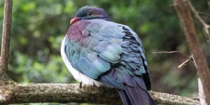 Un pigeon qui s’enivre élu « oiseau de l’année » en Nouvelle-Zélande