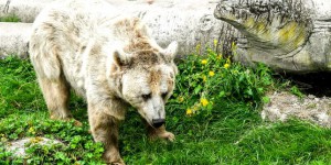 Pyrénées-Atlantiques : une deuxième ourse relâchée