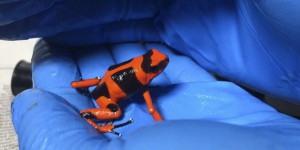 En Colombie, saisie de grenouilles vénéneuses protégées d’une valeur de 380 000 dollars
