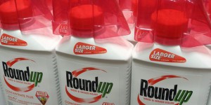 Condamné pour avoir caché la dangerosité du Roundup, Monsanto fait appel
